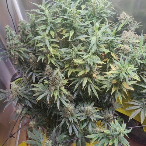 Arjan's Haze #3 growlog photo: Now its just about densing up!
Happy with both my first ladies... 