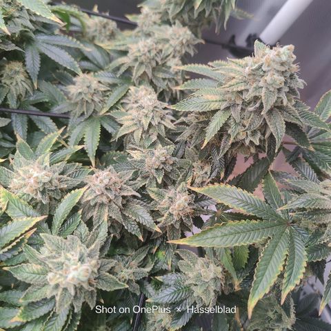Arjan's Haze #3 growlog photo: Now its just about densing up!
Happy with both my first ladies... 