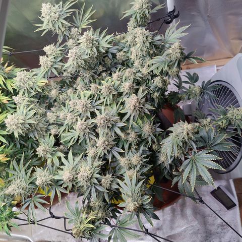 Arjan's Haze #3 growlog photo: End of week 9...off to week 10!!