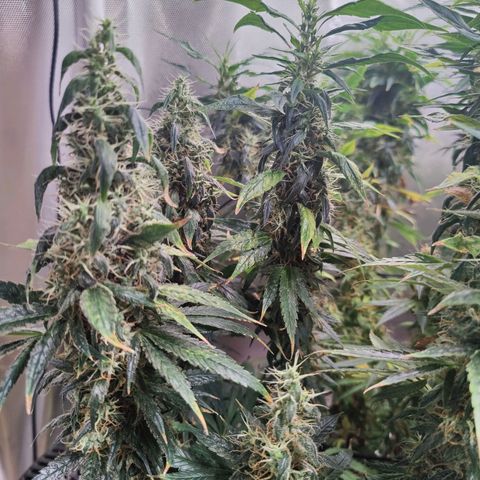 Arjan's Haze #3 growlog photo: End of week 9...off to week 10!!