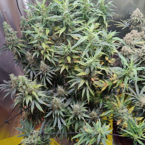Arjan's Haze #3 growlog photo: End of week 9...off to week 10!!