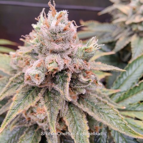 Arjan's Haze #3 growlog photo: End of week 9...off to week 10!!