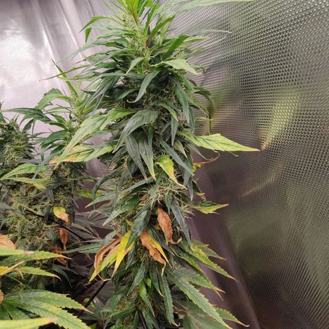 Arjan's Haze #3 growlog photo: End of week 9...off to week 10!!