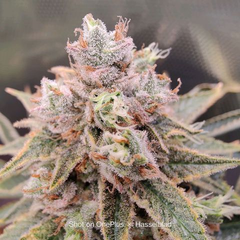 Arjan's Haze #3 growlog photo: End of week 9...off to week 10!!