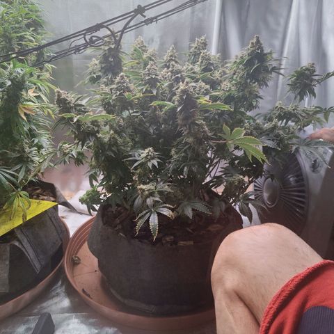Super Lemon Haze growlog photo: Took the Lemon out of the grow room today and started the 48hrs of darkness. 
