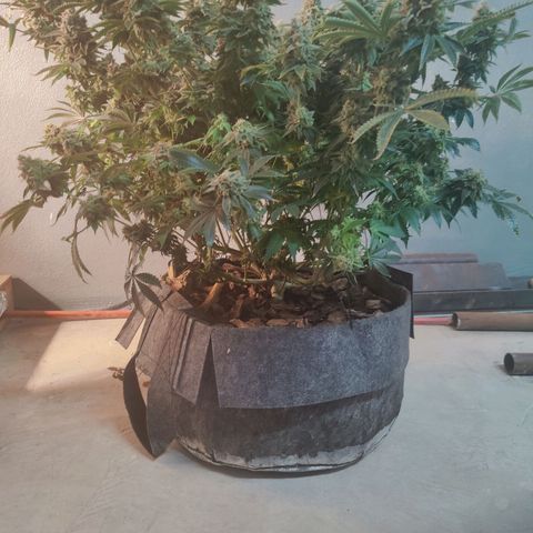 Super Lemon Haze growlog photo: Took the Lemon out of the grow room today and started the 48hrs of darkness. 