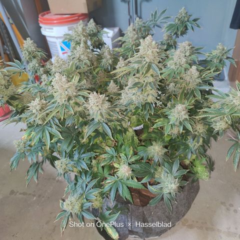 Super Lemon Haze growlog photo: Took the Lemon out of the grow room today and started the 48hrs of darkness. 