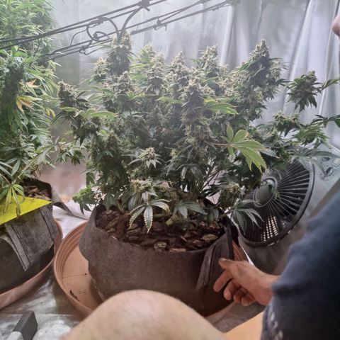 Super Lemon Haze growlog photo: Took the Lemon out of the grow room today and started the 48hrs of darkness. 