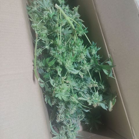 Super Lemon Haze growlog photo: Harvest/Drying day after48hrs darkness