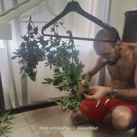 Super Lemon Haze growlog photo: Harvest/Drying day after48hrs darkness