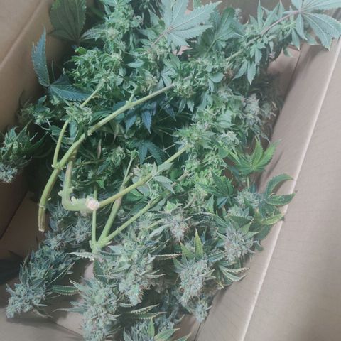 Super Lemon Haze growlog photo: Harvest/Drying day after48hrs darkness