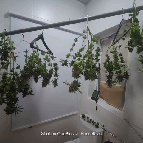 Super Lemon Haze growlog photo: Harvest/Drying day after48hrs darkness