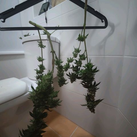 Super Lemon Haze growlog photo: Harvest/Drying day after48hrs darkness