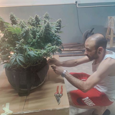 Super Lemon Haze growlog photo: Harvest/Drying day after48hrs darkness