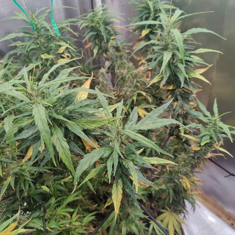Arjan's Haze #3 growlog photo: End of flower... But i trust it needs 2 more weeks to finish.. Budz still not dense! 