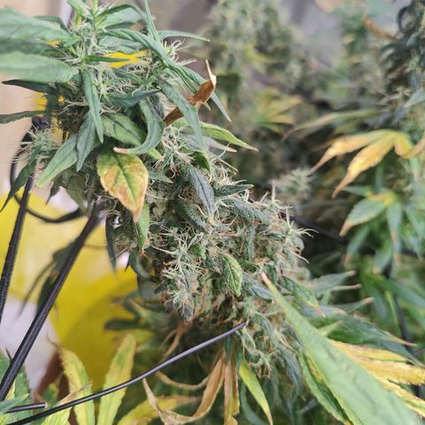 Arjan's Haze #3 growlog photo: End of flower... But i trust it needs 2 more weeks to finish.. Budz still not dense! 