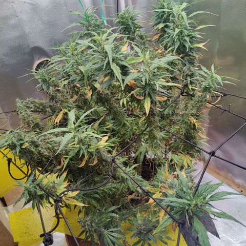 Arjan's Haze #3 growlog photo: End of flower... But i trust it needs 2 more weeks to finish.. Budz still not dense! 