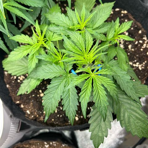 Epsilon growlog timeline photo