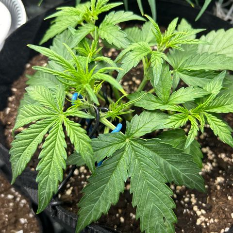 Epsilon growlog timeline photo