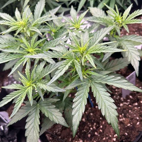 Epsilon growlog timeline photo