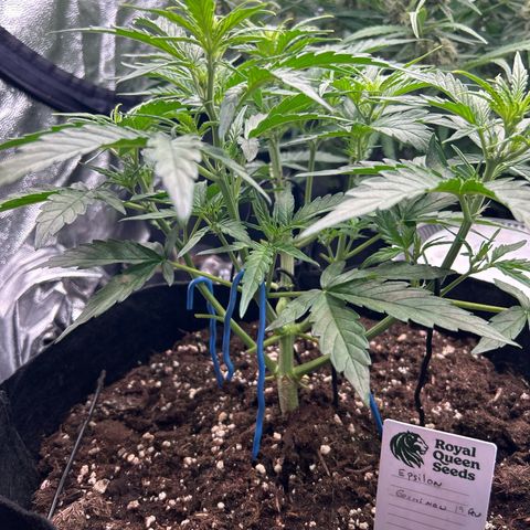 Epsilon growlog timeline photo