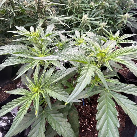 Epsilon growlog timeline photo