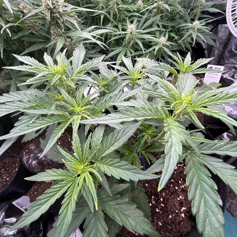 Epsilon growlog timeline photo