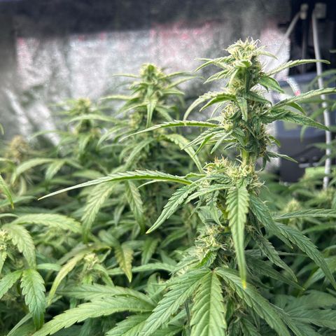 Epsilon growlog timeline photo