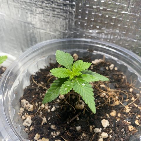 Maria  growlog timeline photo
