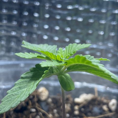 Maria  growlog timeline photo