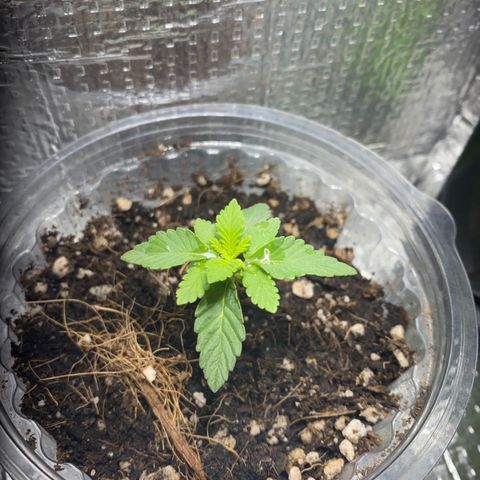 Maria  growlog timeline photo