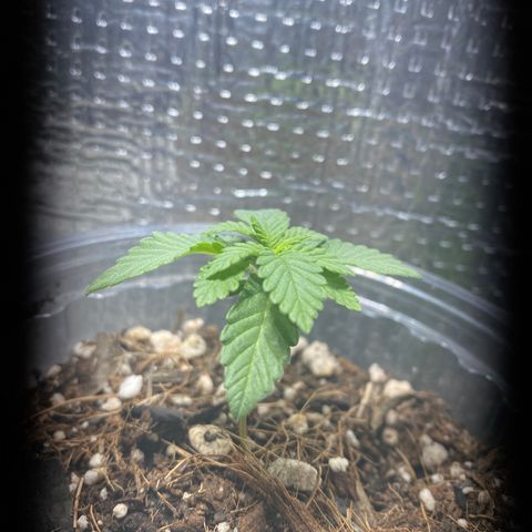 Maria  growlog timeline photo