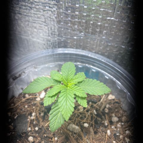 Maria  growlog timeline photo
