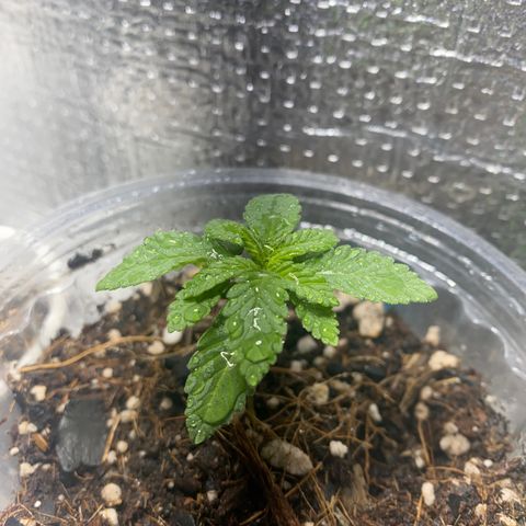 Maria  growlog timeline photo