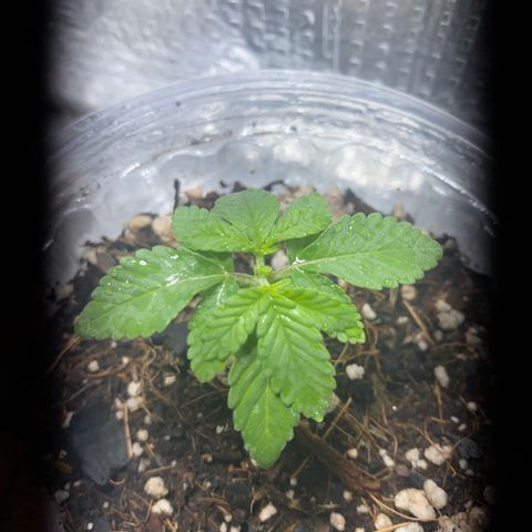 Maria  growlog photo: Feita poda TOP