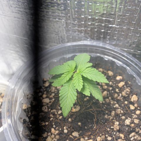 Maria  growlog timeline photo