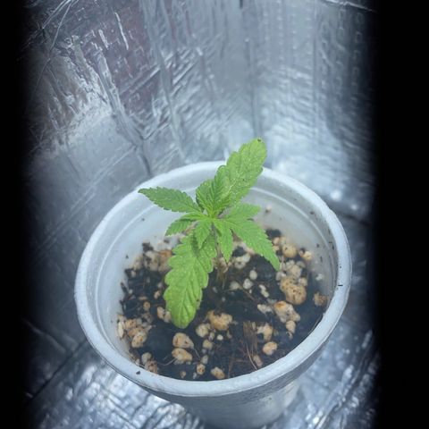 Joana growlog timeline photo