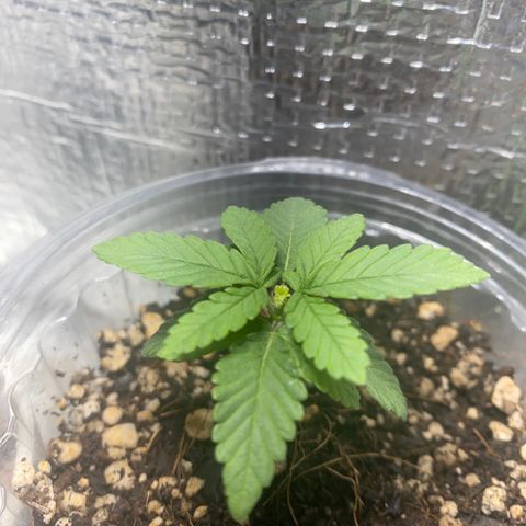 Maria  growlog timeline photo