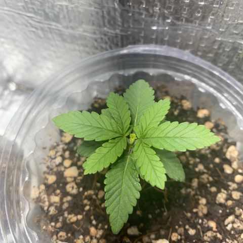 Maria  growlog timeline photo