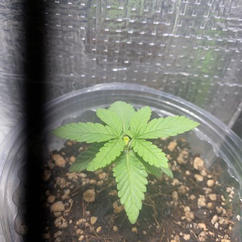 Maria  growlog timeline photo