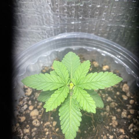 Maria  growlog timeline photo