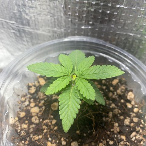 Maria  growlog timeline photo