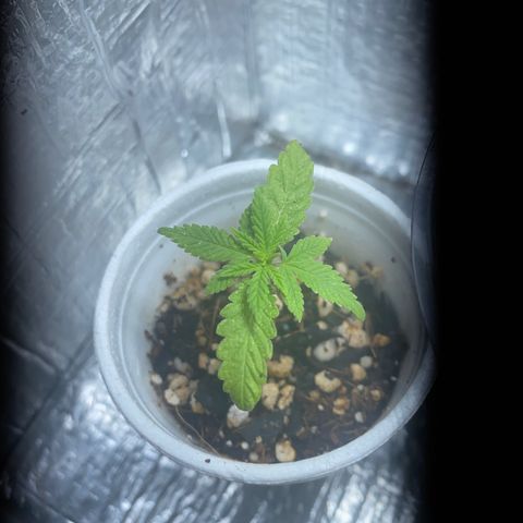 Joana growlog timeline photo