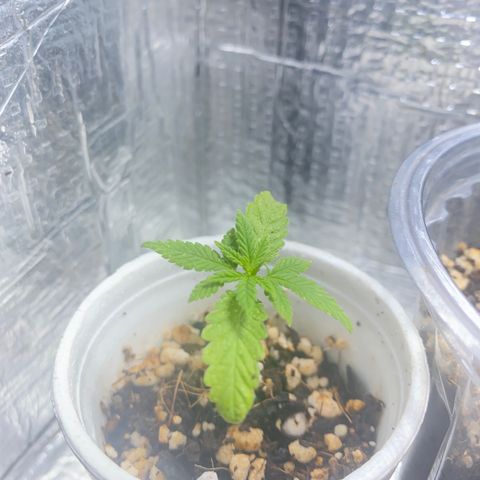 Joana growlog timeline photo