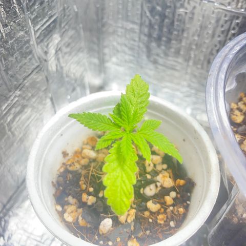 Joana growlog timeline photo