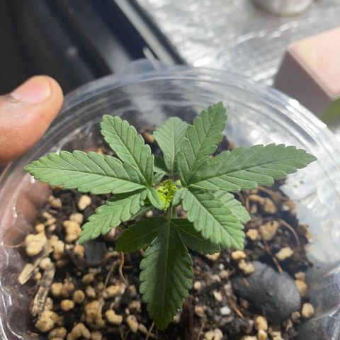 Maria  growlog timeline photo