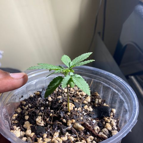 Maria  growlog timeline photo