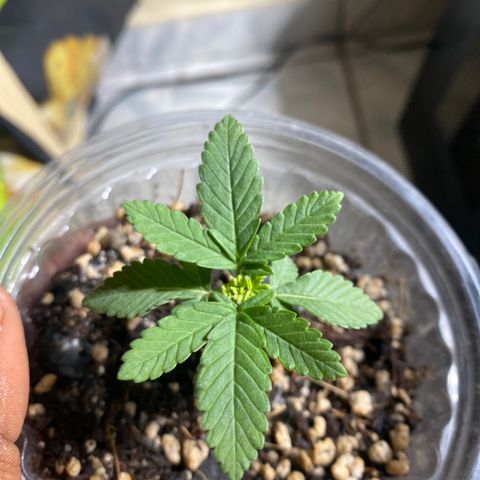 Maria  growlog timeline photo