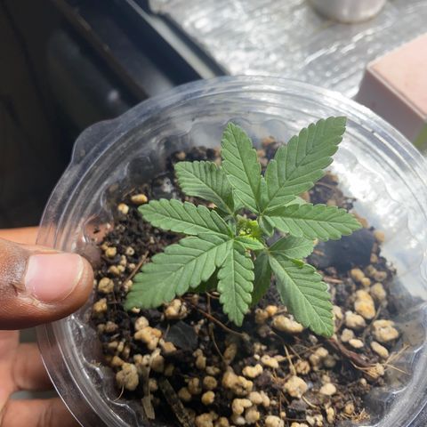 Maria  growlog timeline photo