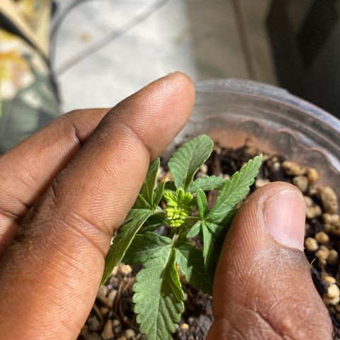 Maria  growlog timeline photo